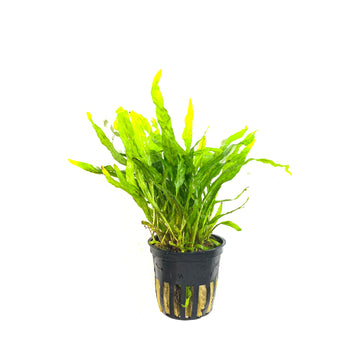 Tropica Microsorum Pteropus 'Narrow' - H2O Plants