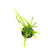 Tropica Microsorum Pteropus 'Trident' - H2O Plants