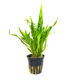 Tropica Microsorum Pteropus - H2O Plants