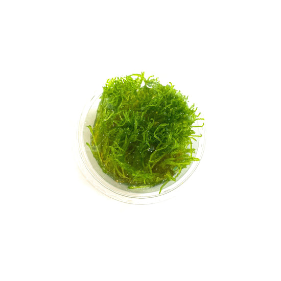 Taiwan Moss | Taxiphyllum &