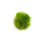 Taiwan Moss | Taxiphyllum 'Taiwan moss' | Tissue Culture