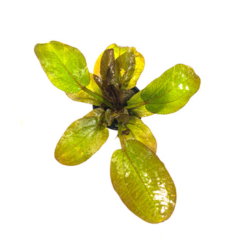 Tropica Echinodorus 'Reni' - H2O Plants