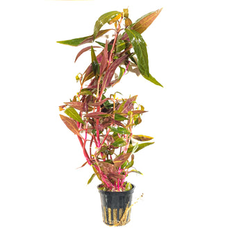 Tropica Alternanthera Reineckii 'Pink' - H2O Plants