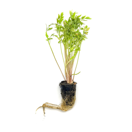 Variegated Water Celery - H2O Plants