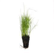 Dwarf Water Bamboo - H2O Plants