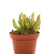 Sarracenia Carolina Yellow Jacket - H2O Plants