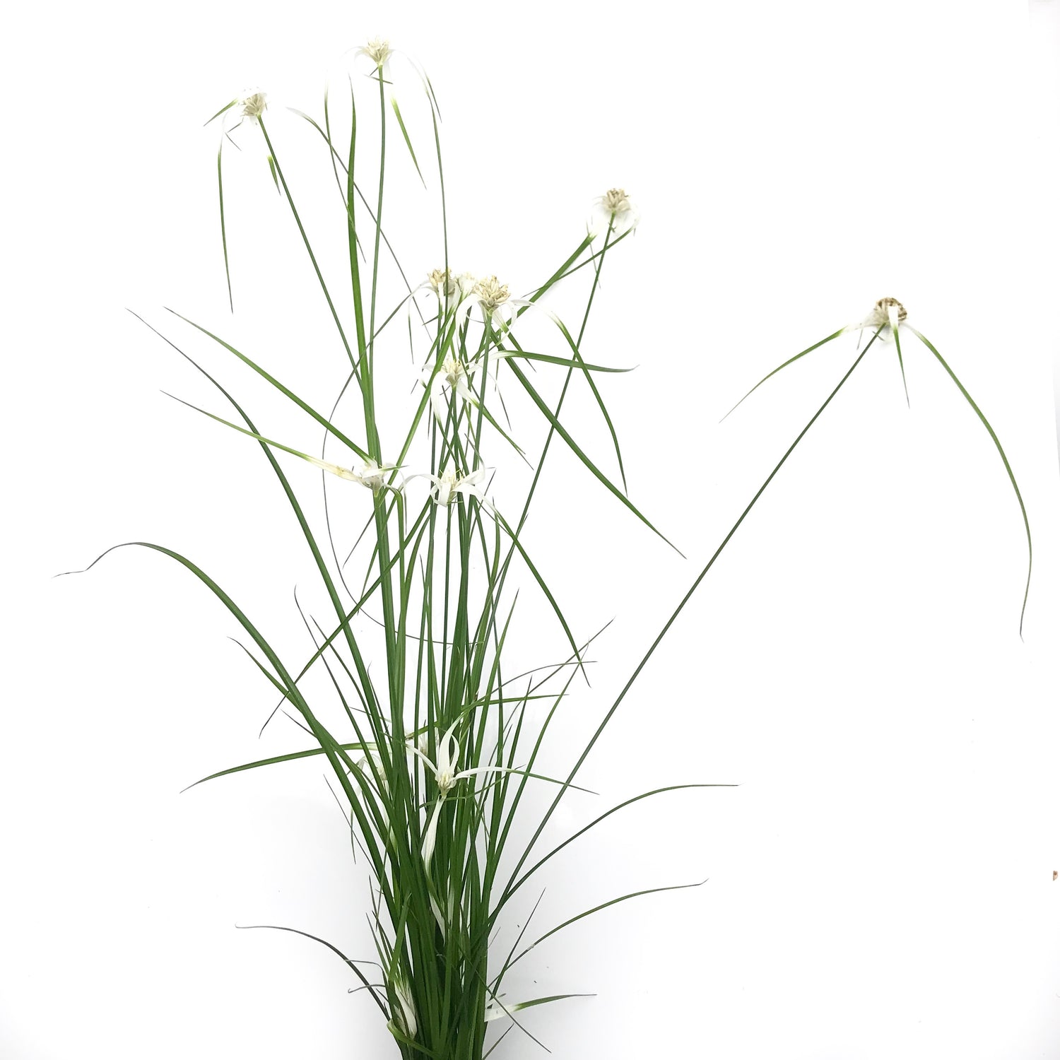 Star Grass - H2O Plants