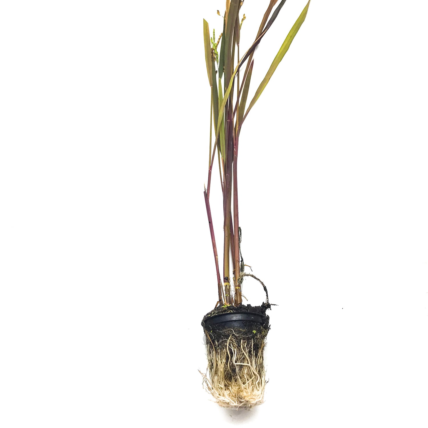 Ornamental Rice - H2O Plants