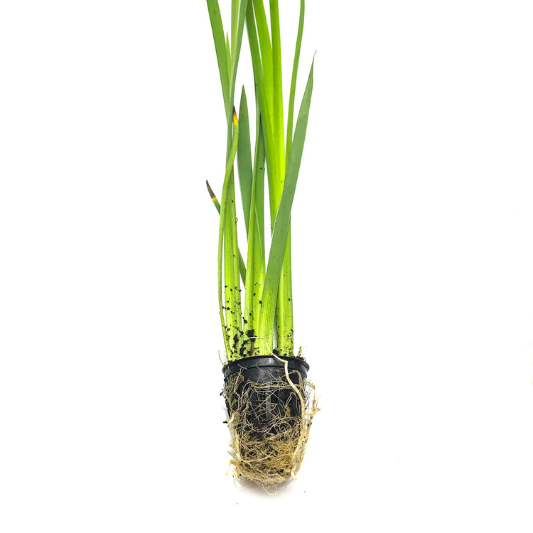 Iris Acadian Miss - H2O Plants