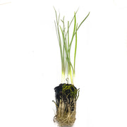 Variegated Society Garlic - H2O Plants