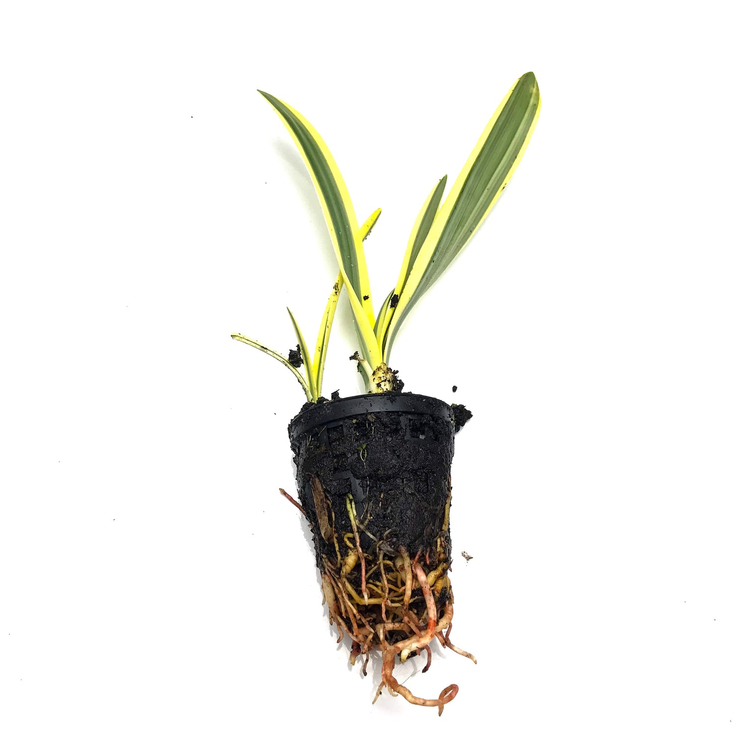 Variegated Spider Lily - H2O Plants