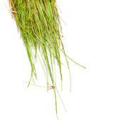 Giant Hairgrass (Vivipara) - H2O Plants