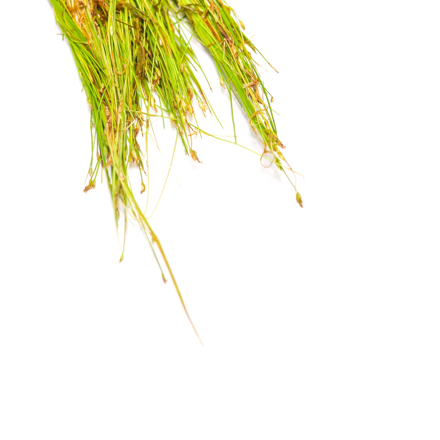 Dwarf Hairgrass - H2O Plants