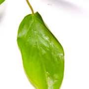 Anubias Hastifolia - H2O Plants