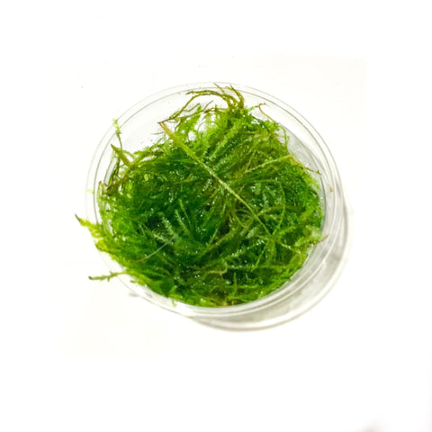Spiky Moss | Taxiphyllum 'Spiky moss' | Tissue Culture