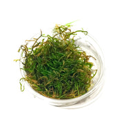 Flame Moss | Tissue Culture