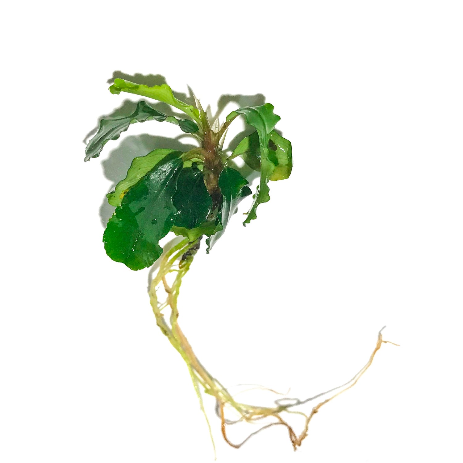 Bucephalandra Green Wavy - H2O Plants