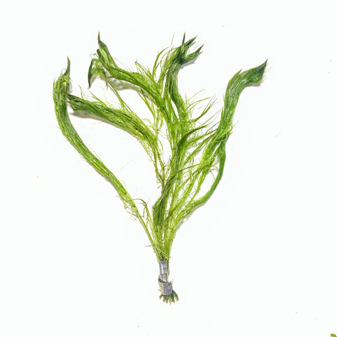 Myriophyllum 'Filigree' Simulans