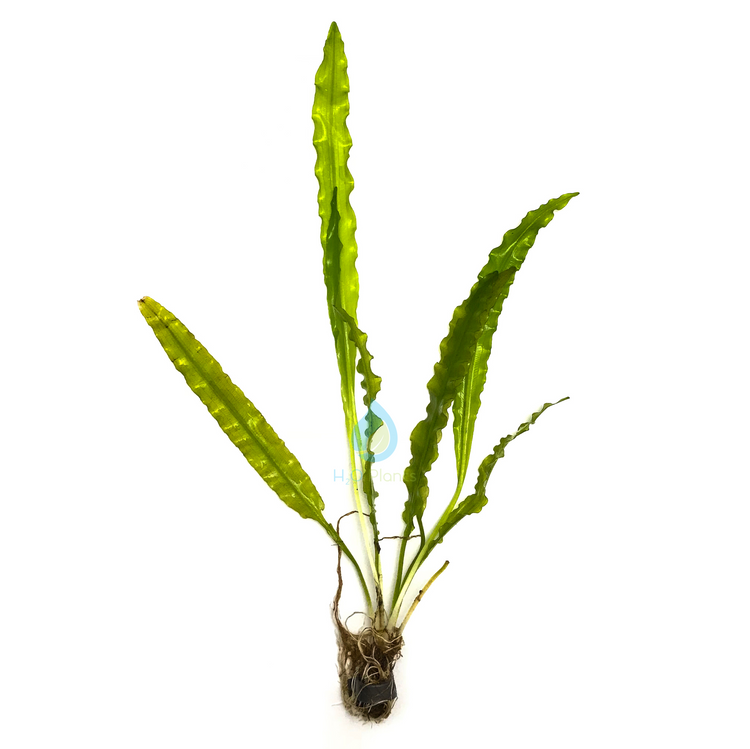 Aponogeton Crispus - H2O Plants