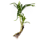 Trident Java Fern - H2O Plants