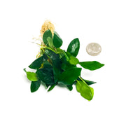 Anubias Nana (Narrow Leaf) - H2O Plants