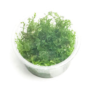 Gratiola Viscidula - H2O Plants
