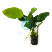 Anubias Barteri Wrinkle Leaf - H2O Plants