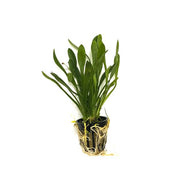 Narrowleaf Sagittaria - H2O Plants