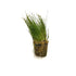 Dwarf Hairgrass - H2O Plants