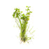 Dwarf Four Leaf Clover | Easy Carpeting Aquarium Plant - H2O Plants