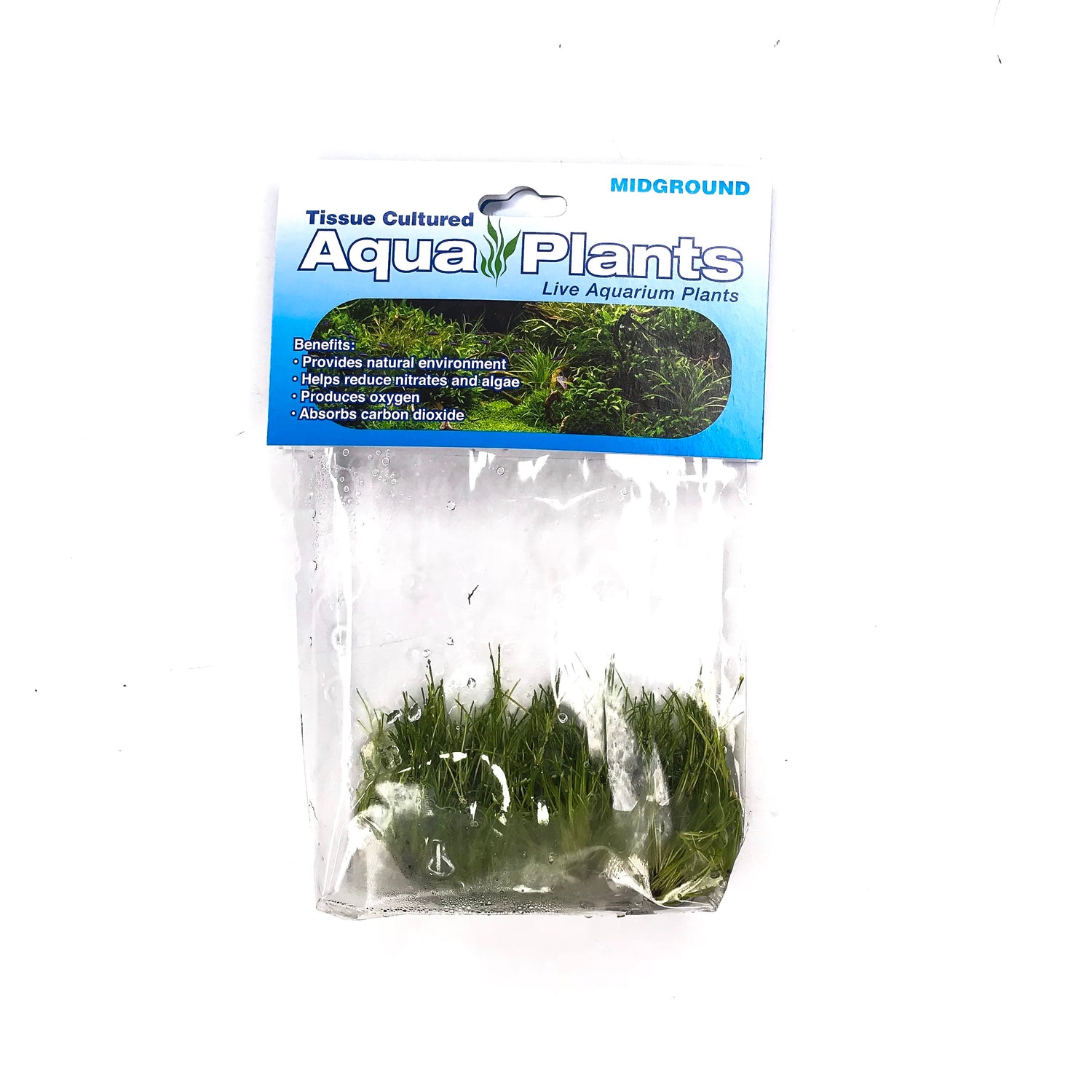 Dwarf Hair Grass Mini - Complete Aquatics Tissue Culture - H2O Plants