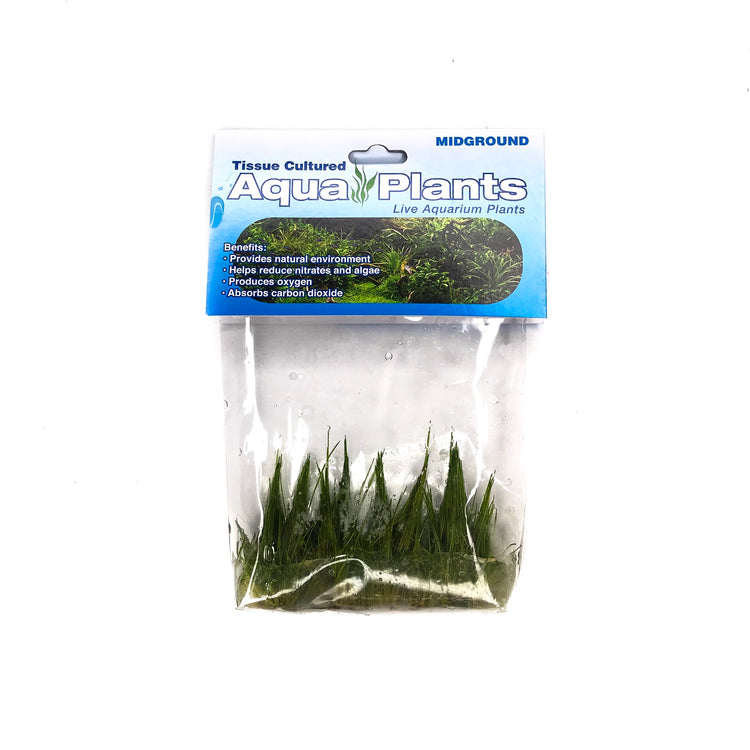 Dwarf Hair Grass - Complete Aquatics Tissue Culture - H2O Plants