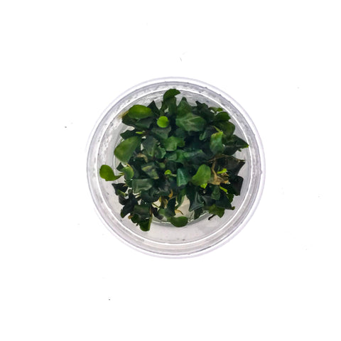 Bucephalandra Green Wavy - Complete Aquatics Tissue Culture - H2O Plants