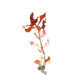 Ludwigia SP Red | Ludwigia Palustris | Fast Growing Easy Red Plant - H2O Plants