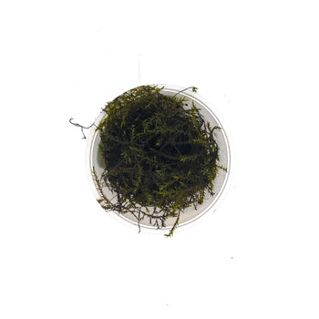 Willow Moss - H2O Plants