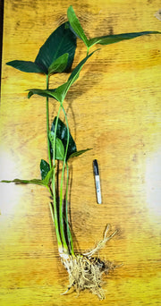 Anubias Hastifolia - H2O Plants
