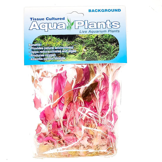 Alternanthera Reineckii | Complete Aquatics Tissue Culture - H2O Plants