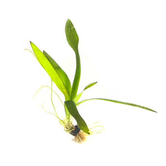 Broadleaf Sagittaria - H2O Plants