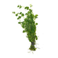 Mint Charlie - H2O Plants