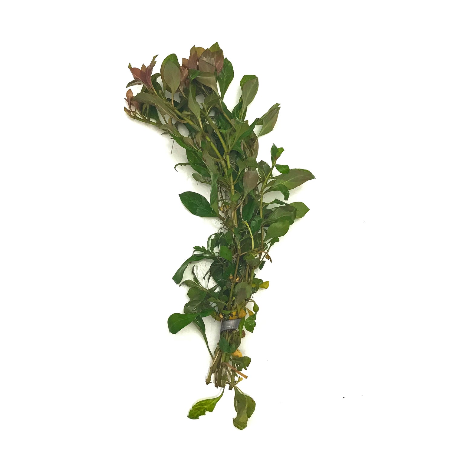 Ludwigia Ovalis - H2O Plants
