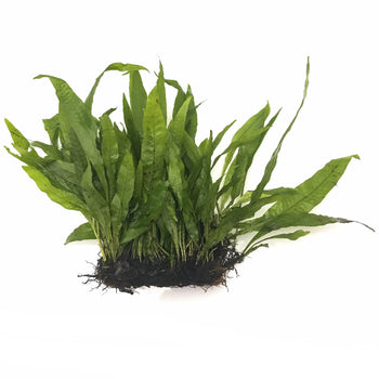 Java Fern | Microsorum Pteropus - H2O Plants