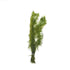 Myriophyllum Green - H2O Plants