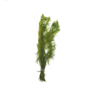 Myriophyllum Green - H2O Plants