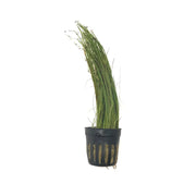 Giant Hairgrass (Vivipara) - H2O Plants