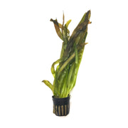 Jungle Val (Ruby Red) - H2O Plants