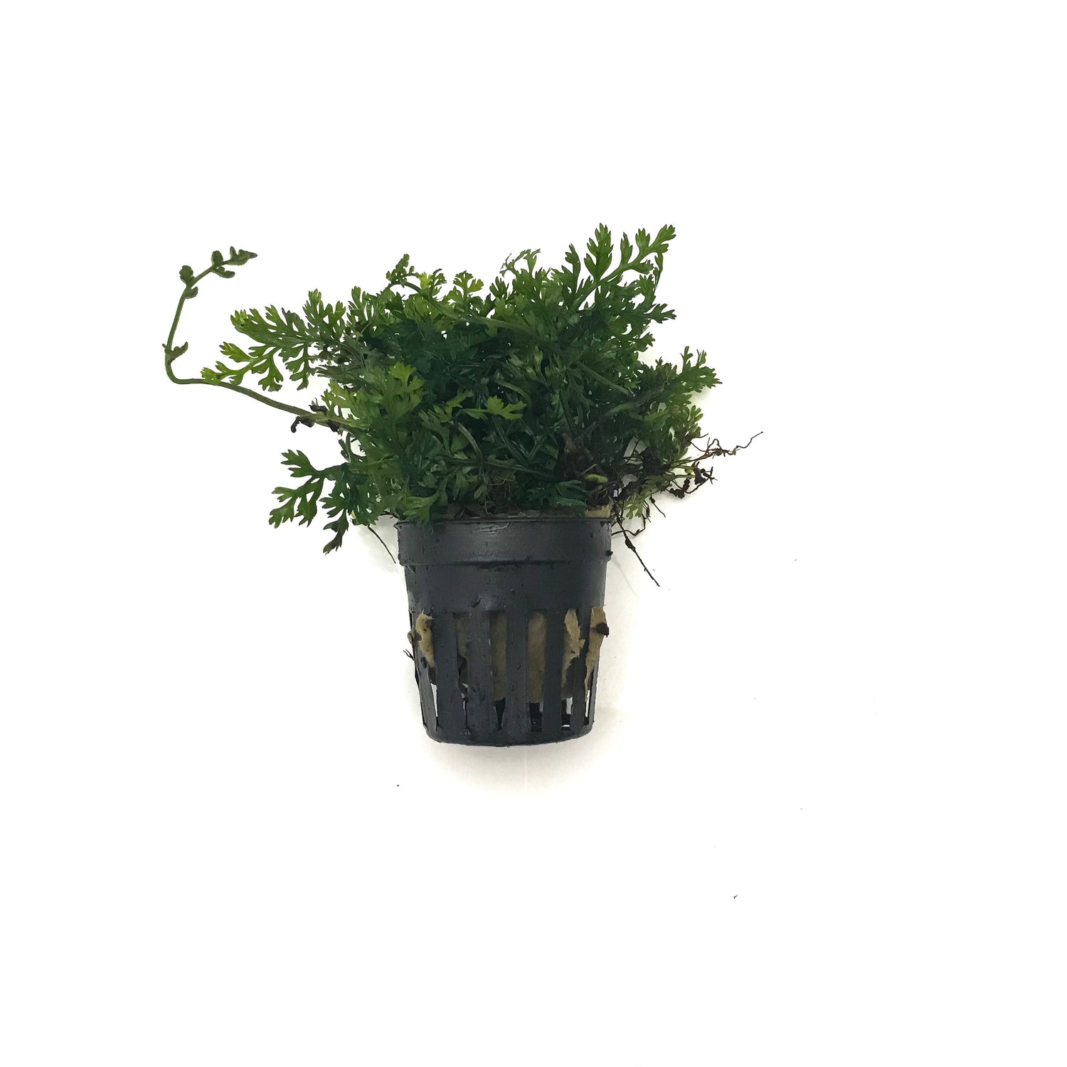 Mini Bolbitis Heudelotii Difformis - H2O Plants