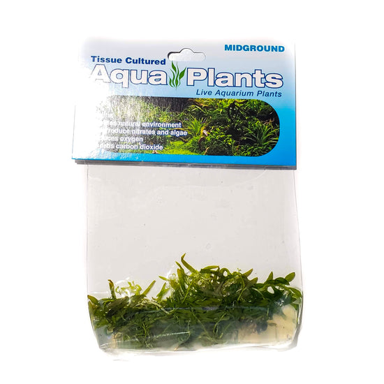 Ludwigia Aracuta - Complete Aquatics Tissue Culture - H2O Plants