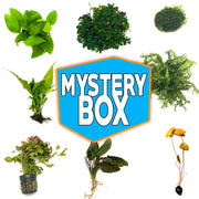 Mystery Box Plant Package - H2O Plants
