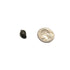 Bladder Snails | Pond Snails | Ramshorn Snails | "Pest Snails" - H2O Plants