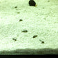 Malaysian Trumpet Snails | Beneficial Aquarium Snail - H2O Plants